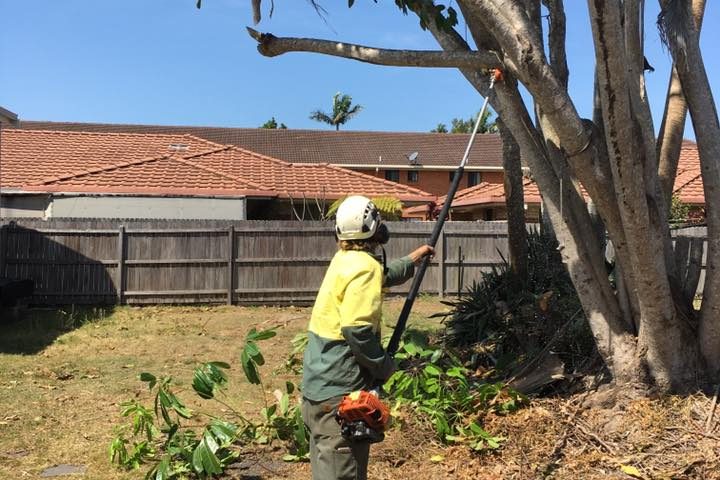 small tree being trimmed to size with sthil equipment - tree cutting ballina