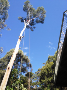 tall white tree in backyard starting to be cut down - tree removal ballina