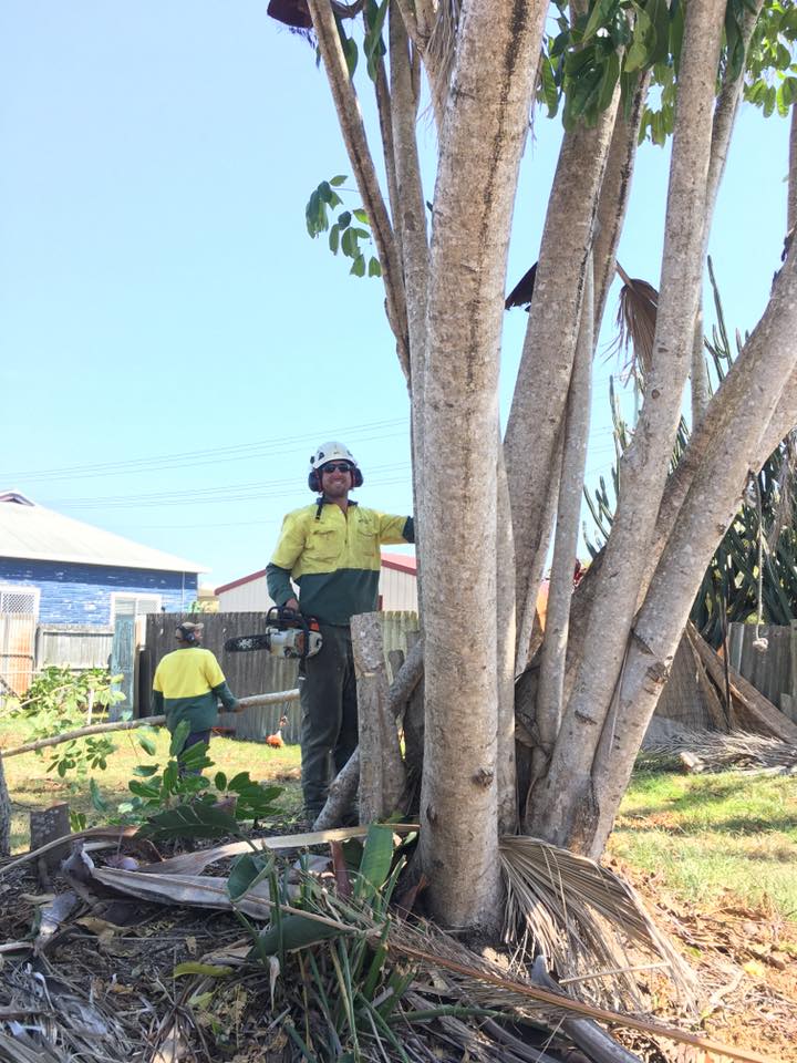 large tree with multiple stumps being removed from backyard - tree lopping ballina
