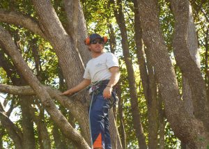 summerland tree worker attached with safety equipment 0n large tree - tree lopping ballina