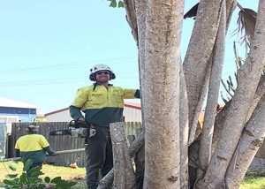 large tree with multiple stumps being removed from backyard - arborist ballina