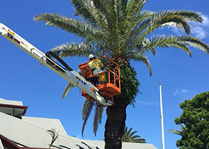 ewp with worker pruning a tall tree - tree pruning ballina
