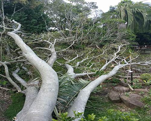 A Big White Tree Fall in a Backyard Reported to Arborist - Summerland Tree Services in Ballina
