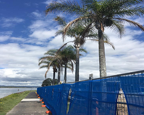 palm trees behind a blue temporary fence near ocean - tree services ballina