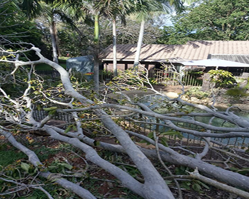 Tree Fall Down and Hanging on a Backyard Near the Pool in a Home in Ballina - Tree Removal Ballina NSW