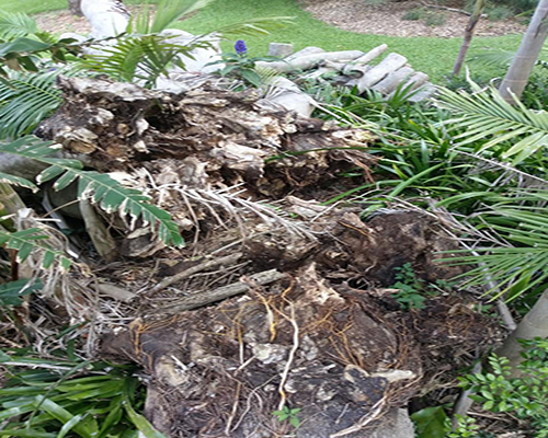 Aftermath of a Tree Grinding done in a Garden in Ballina NSW 