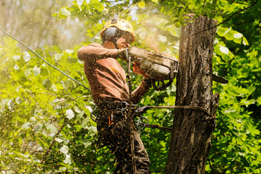Arborist Cutting A Tree — Summerland Tree Services in Byron Bay, NSW