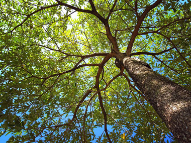 Tree Shot From Below — Tree Services Byron Bay NSW