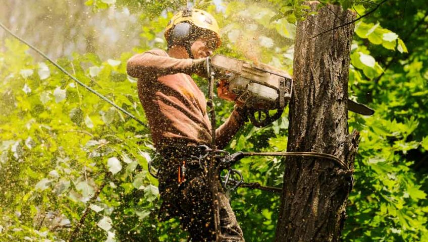 Arborist Cutting A Tree