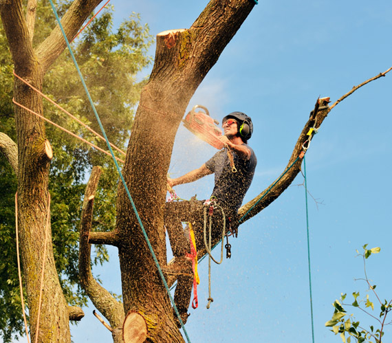Arborist Cutting Tree — Summerland Tree Services in Byron Bay, NSW