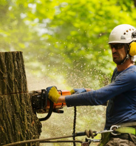 Arborists Cutting A Tree Using Chainsaw — Summerland Tree Services in Lismore, NSW