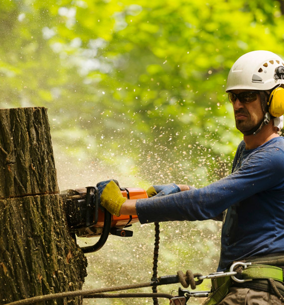 Arborists Cutting A Tree Using Chainsaw — Summerland Tree Services in Lismore, NSW
