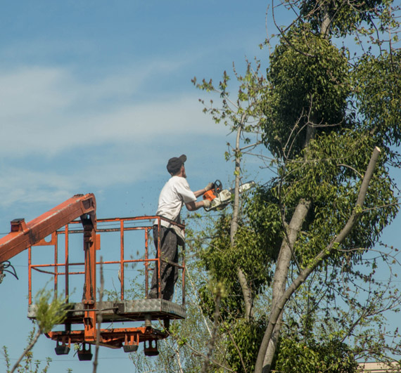 Man Cut Branches On Trees — Arborist Byron Bay