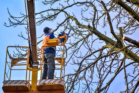 Tree Pruning And Sawing By A Man — Summerland Tree Services in Ballina, NSW