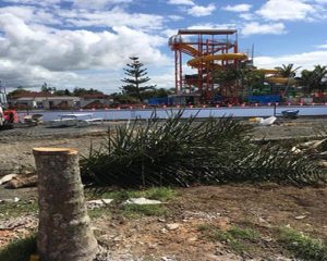 After Picture Of Tree Cutting With Playground In The Background — Tree Cutting Ballina