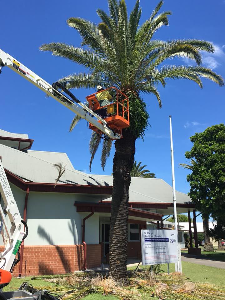 EWP With Worker Pruning A Tall Tree — Tree Pruning Ballina