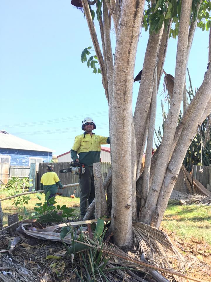Large Tree With Multiple Stumps Being Removed From Backyard — Tree Lopping Ballina
