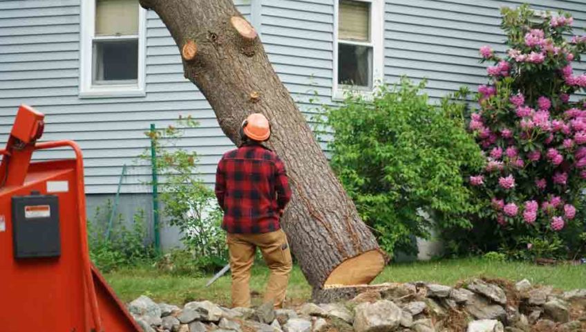 Worker Removing Tree In A Residential Area