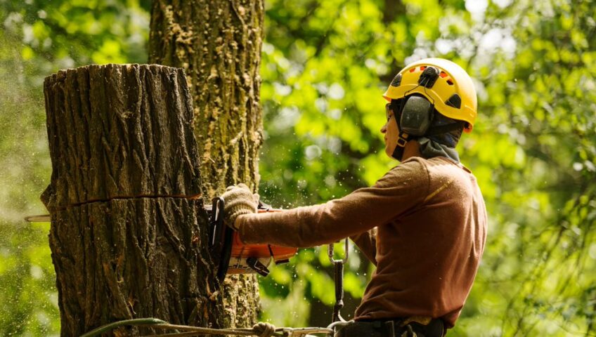 Arborist cutting down tree