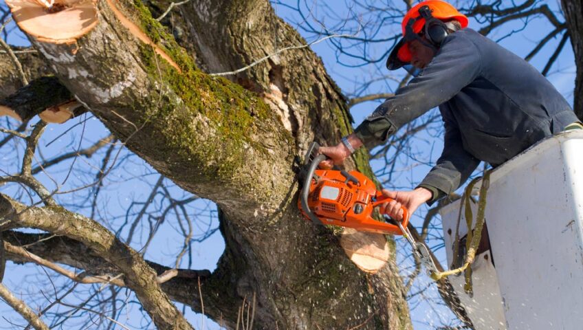 Arborist Cutting Branch Of A Tree