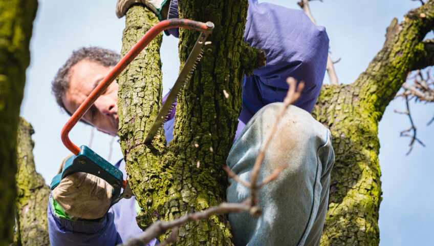 Man Pruning Tree Brunch With Pruning Saw