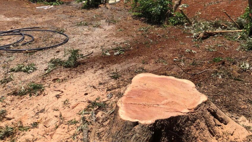 Tree Stump Left After Cutting A Tree